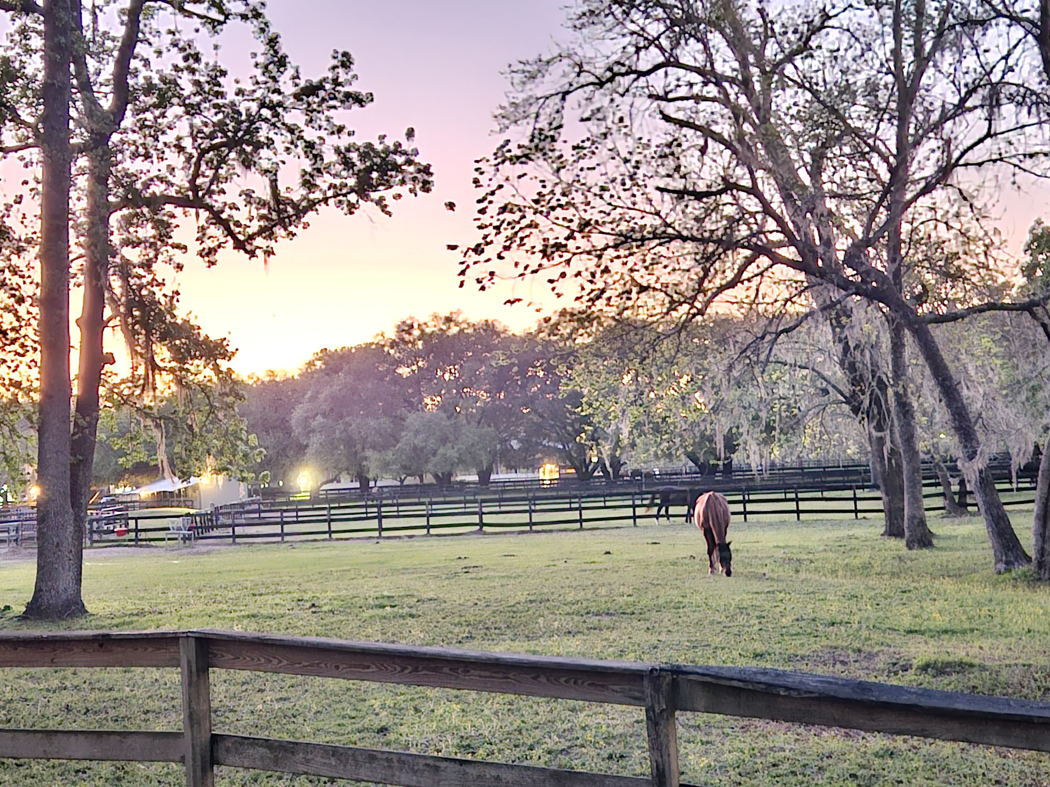 Horses on the Hope on the Horizon property in Cypress, TX